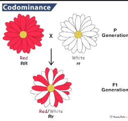 Co-Dominance Inheritance