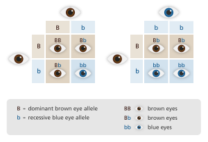 Dominant-Recessive Inheritance